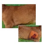 44911 BJV Wildorganscheibe Reh Spiegel