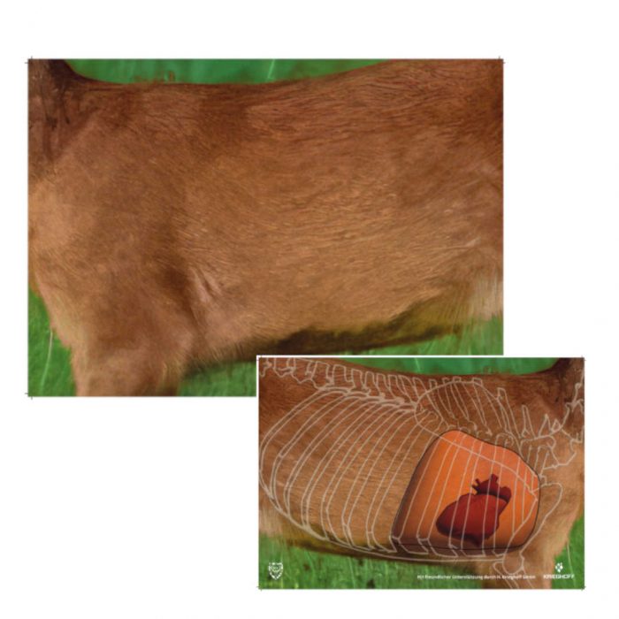 44911 BJV Wildorganscheibe Reh Spiegel