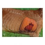 44911 BJV Wildorganscheibe Reh Spiegel hinten