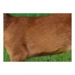 44911 BJV Wildorganscheibe Reh Spiegel vorne