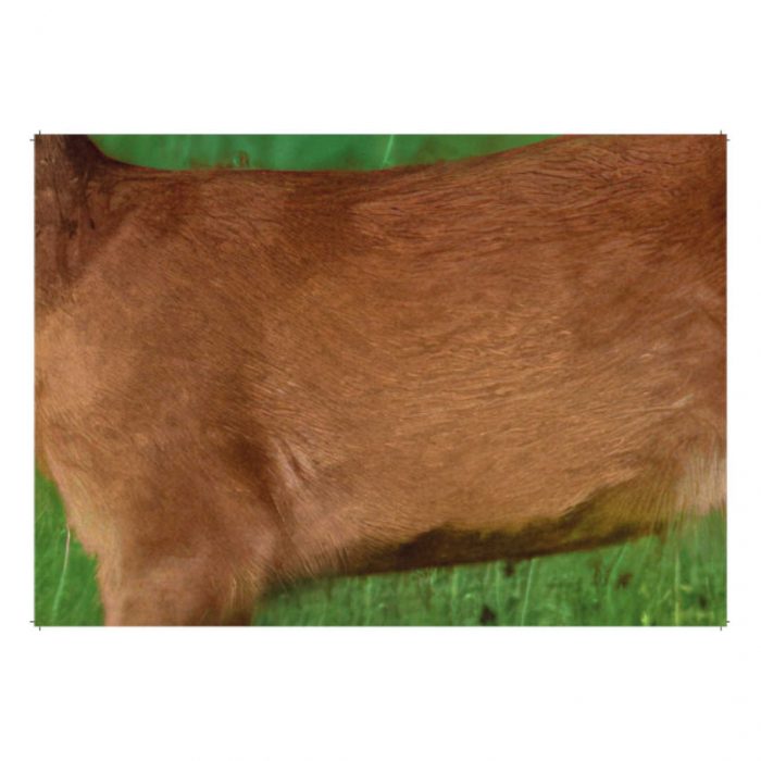 44911 BJV Wildorganscheibe Reh Spiegel vorne