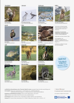 Schulkalender “Wald, Wild und Wasser” 2026 – Bild 2